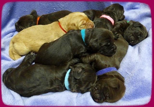 Tela Champ pups 1 wk old 21