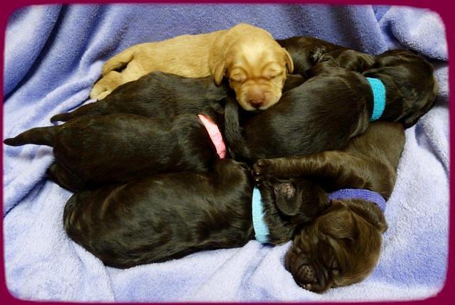 Tela Champ pups 1 wk old 31