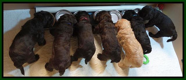 Tela Champ pups 4 wks old 41