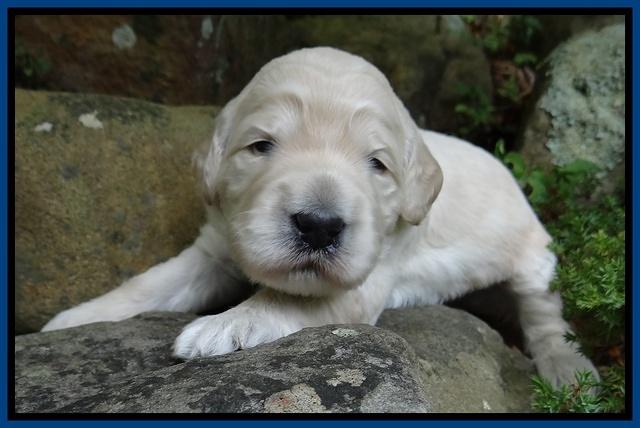 Bess Zephyr pups 2 wks old 31