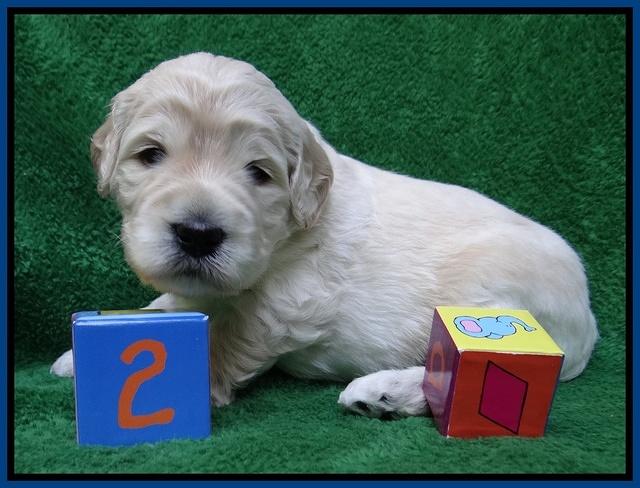 Bess Zephyr pups 3 wks old 21