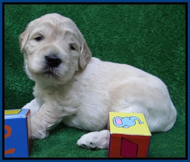 Bess Zephyr pups 3 wks old 41