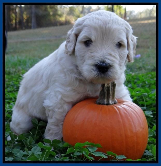 Bess Zephyr pups 4 wks old 11