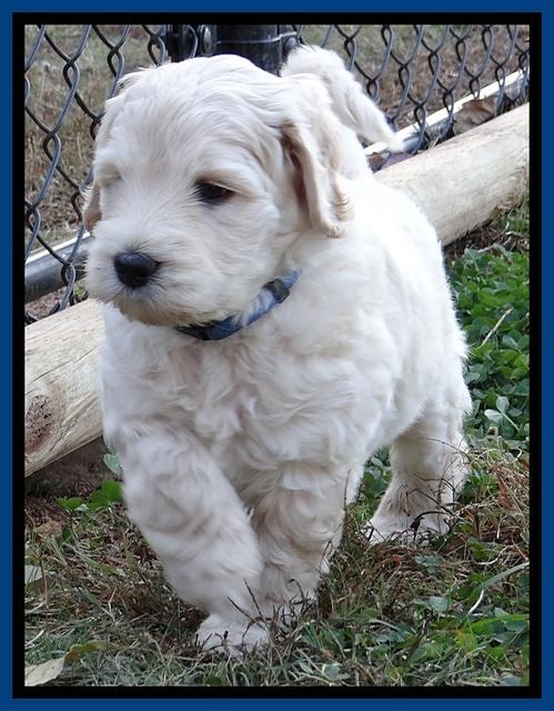 Bess Zephyr pups 6 wks old 31