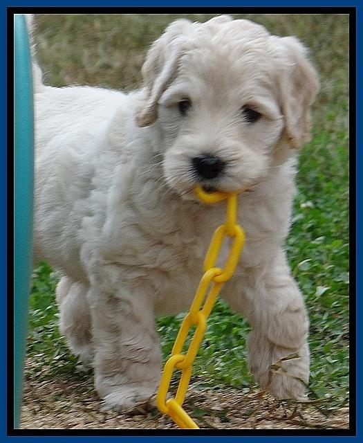 Bess Zephyr pups 6 wks old 41