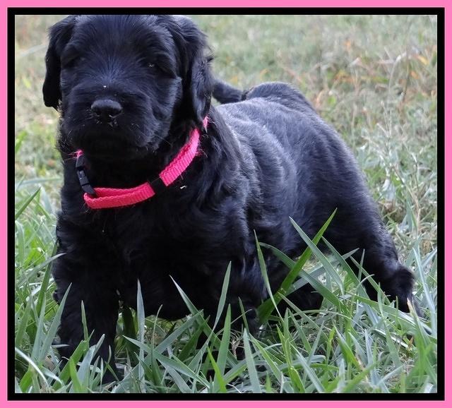 Bess Zephyr pups 4 wks old 111