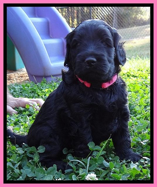 Bess Zephyr pups 4 wks old 81
