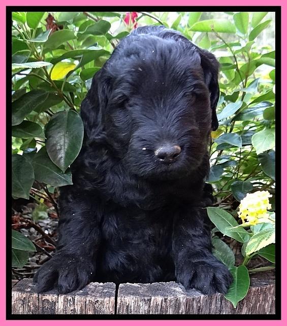 Bess Zephyr pups 5 wks old 141