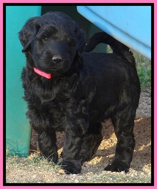 Bess Zephyr pups 6 wks old 61