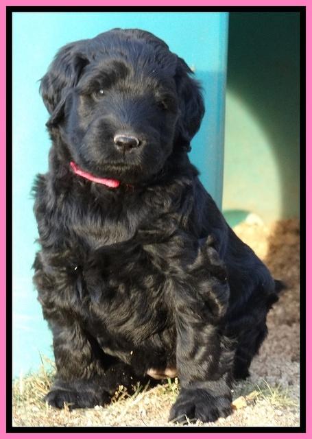 Bess Zephyr pups 6 wks old 81