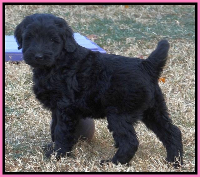 Bess Zephyr pups 7 wks old 41