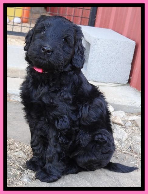 Bess Zephyr pups 7 wks old 61