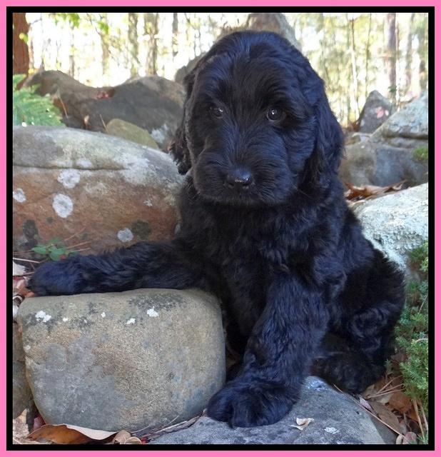 Bess Zephyr pups 8 wks old 11