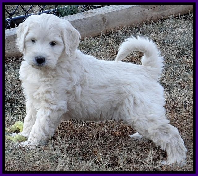 Bess Zephyr pups 7 wks old 71