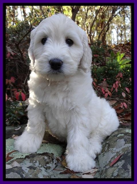 Bess Zephyr pups 8 wks old 41