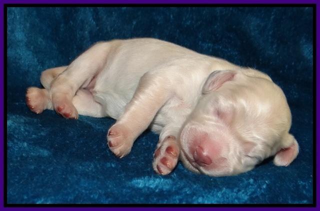 Bess Zephyr pups newborn 31