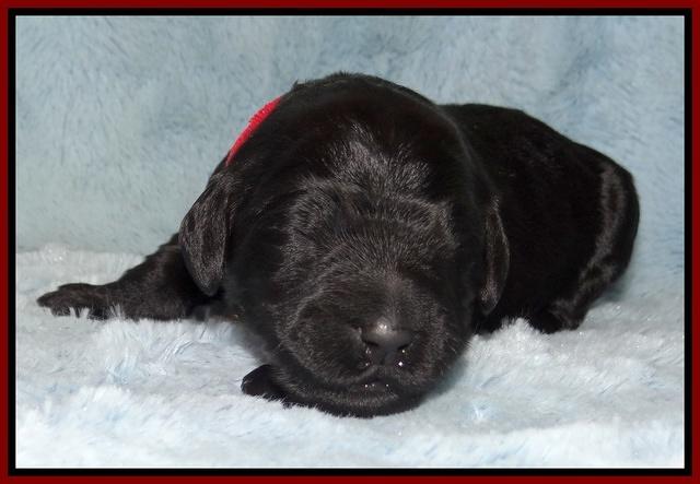 Bess Zephyr pups 1 wk old 121