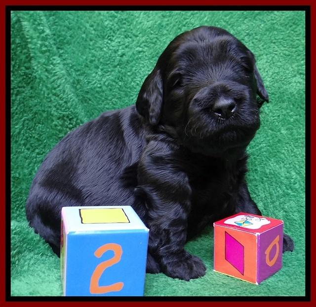 Bess Zephyr pups 3 wks old 131