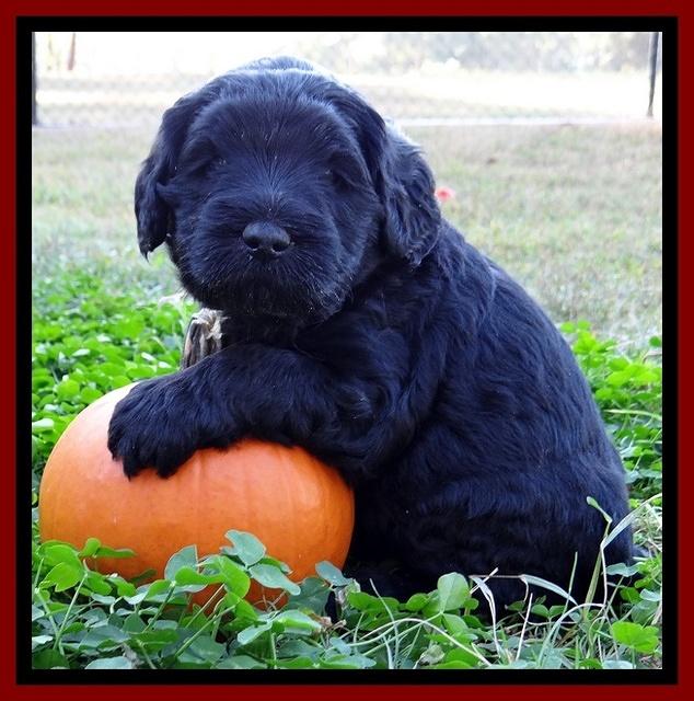 Bess Zephyr pups 4 wks old 171