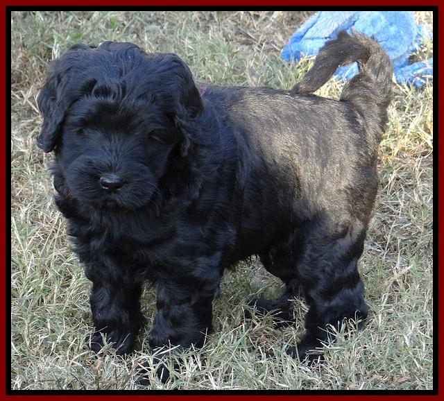 Bess Zephyr pups 6 wks old 161
