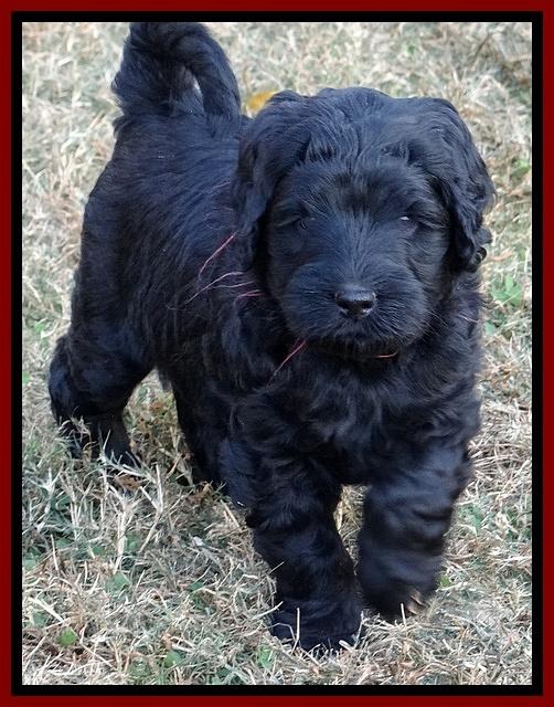 Bess Zephyr pups 6 wks old 171
