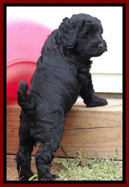 Bess Zephyr pups 6 wks old 181