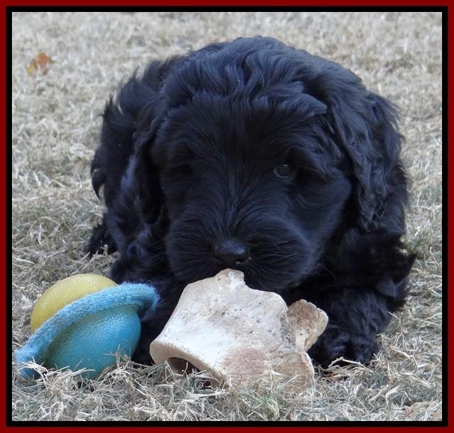 Bess Zephyr pups 7 wks old 121