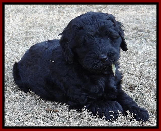 Bess Zephyr pups 7 wks old 141