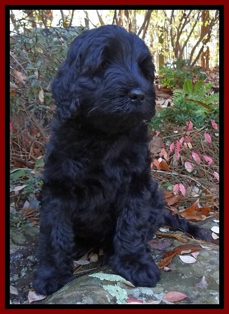 Bess Zephyr pups 8 wks old 111