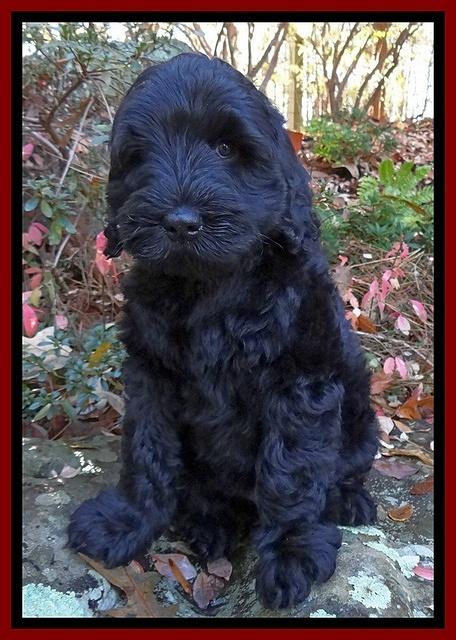 Bess Zephyr pups 8 wks old 91