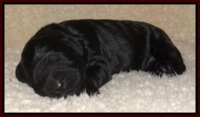 Bess Zephyr pups newborn 81