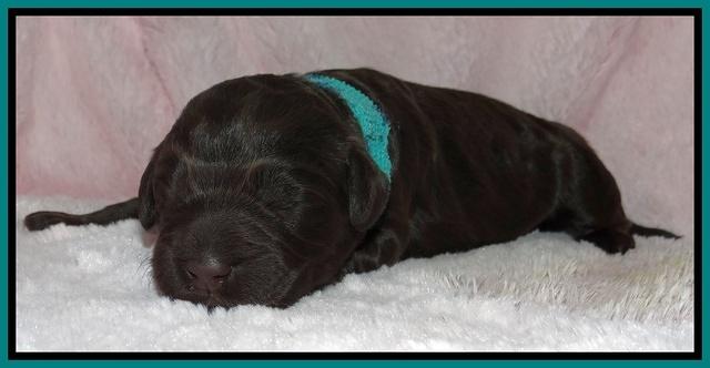 Bess Zephyr pups 1 wk old 131