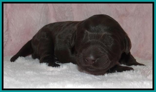 Bess Zephyr pups 1 wk old 151