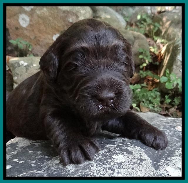 Bess Zephyr pups 2 wks old 141