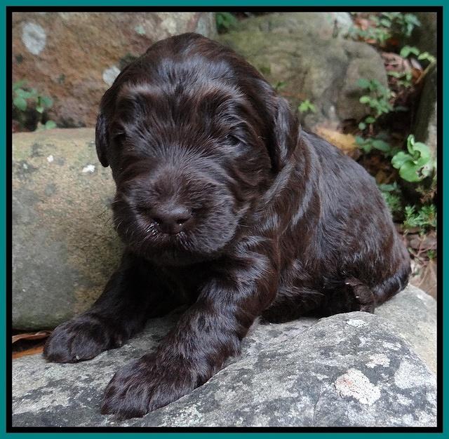 Bess Zephyr pups 2 wks old 71