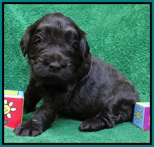 Bess Zephyr pups 3 wks old 151