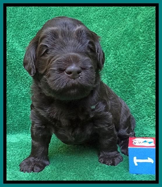 Bess Zephyr pups 3 wks old 161