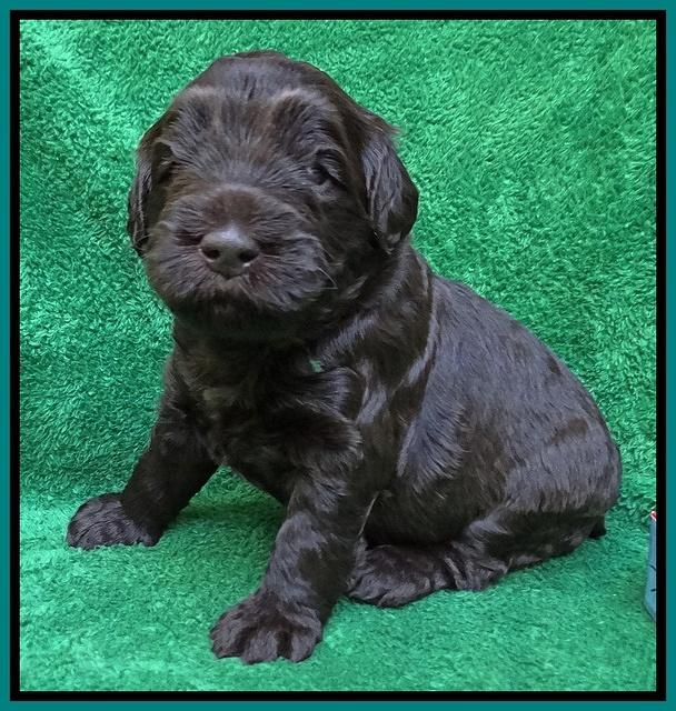 Bess Zephyr pups 3 wks old 171