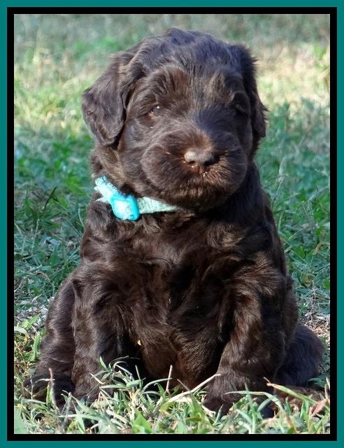 Bess Zephyr pups 4 wks old 221