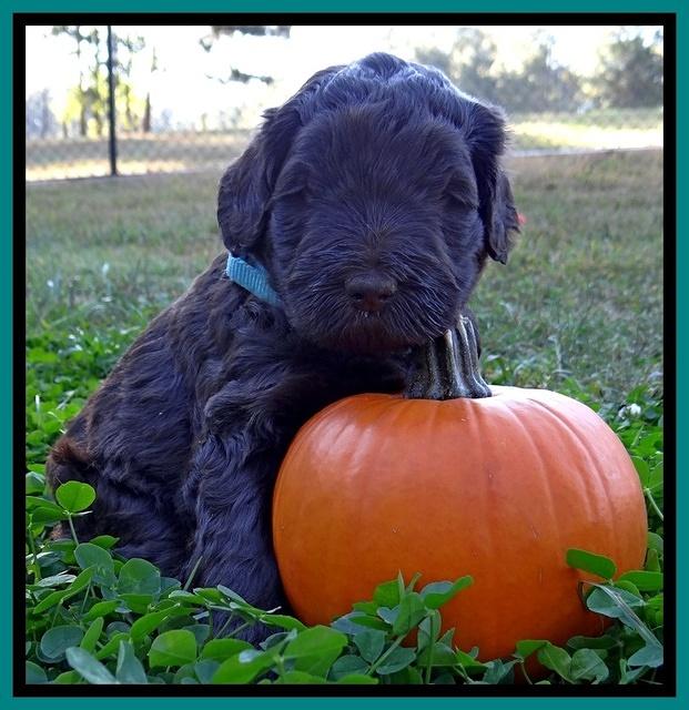 Bess Zephyr pups 4 wks old 231