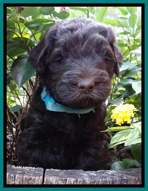 Bess Zephyr pups 5 wks old 61