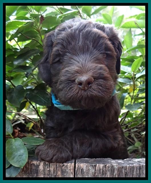 Bess Zephyr pups 5 wks old 71