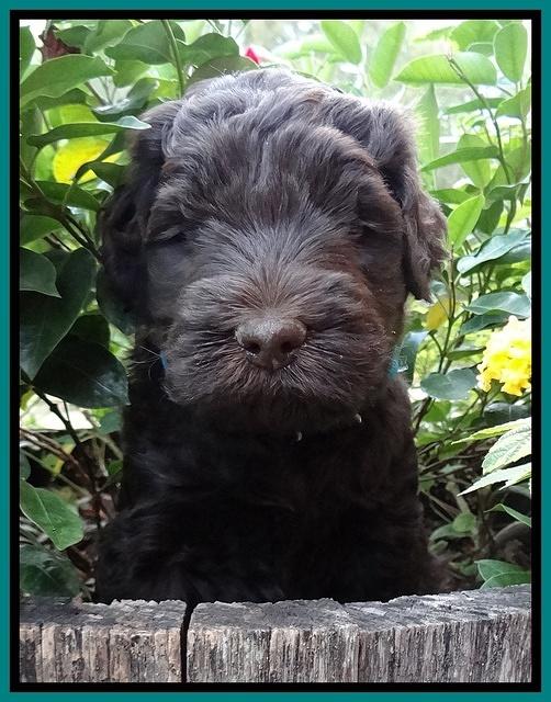 Bess Zephyr pups 5 wks old 91