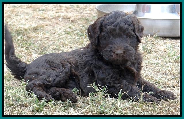 Bess Zephyr pups 6 wks old 211