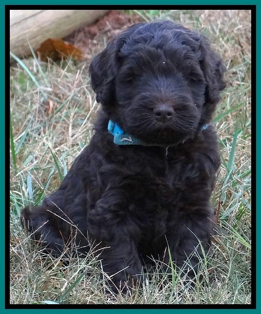 Bess Zephyr pups 6 wks old 241