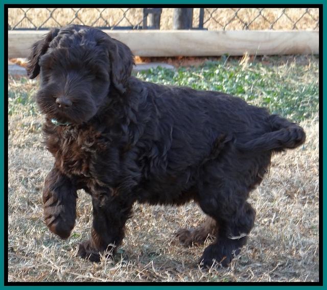 Bess Zephyr pups 7 wks old 171