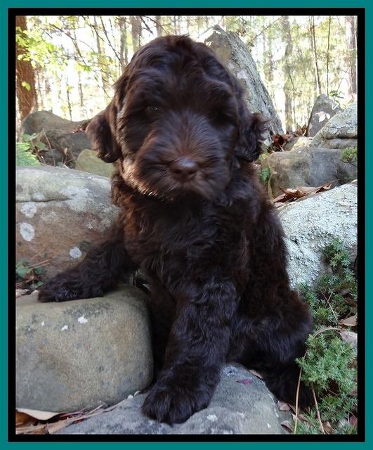 Bess Zephyr pups 8 wks old 51