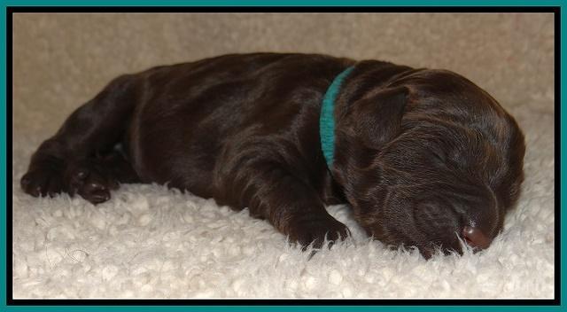 Bess Zephyr pups newborn 31