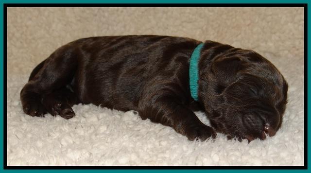 Bess Zephyr pups newborn 41