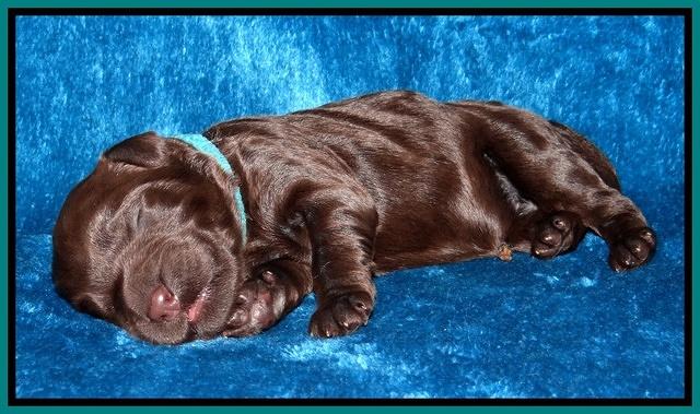 Bess Zephyr pups newborn 51